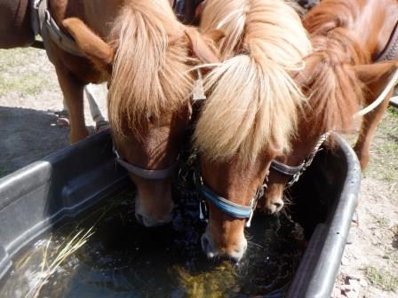  The horses didn't hesitate to drink out of the trail head trough.